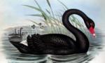 Black_Swan - ait Kullanıcı Resmi (Avatar)