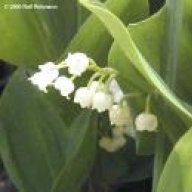 efes